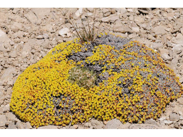 Eriogonum acaule (Singlestem buckwheat) #57143