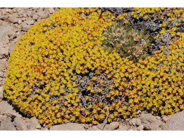 Eriogonum acaule (Singlestem buckwheat) #57144