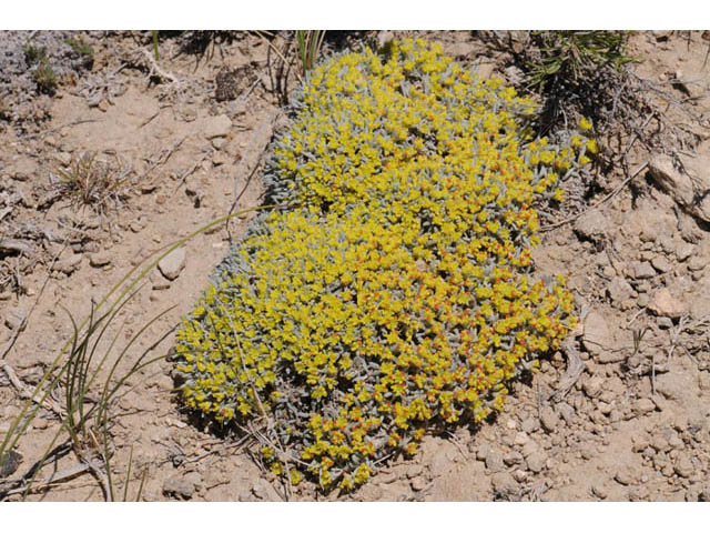 Eriogonum acaule (Singlestem buckwheat) #57145