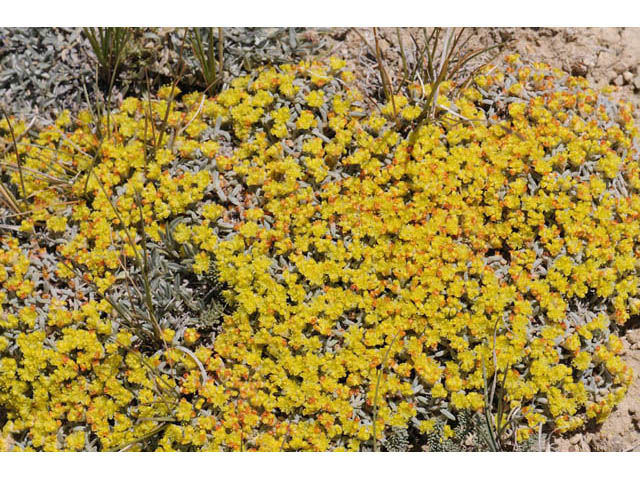 Eriogonum acaule (Singlestem buckwheat) #57146