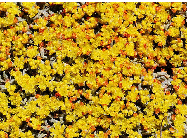 Eriogonum acaule (Singlestem buckwheat) #57147