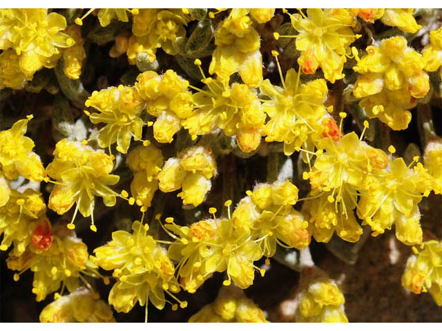 Eriogonum acaule (Singlestem buckwheat) #57150