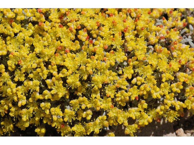 Eriogonum acaule (Singlestem buckwheat) #57151