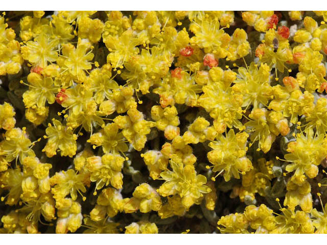 Eriogonum acaule (Singlestem buckwheat) #57152