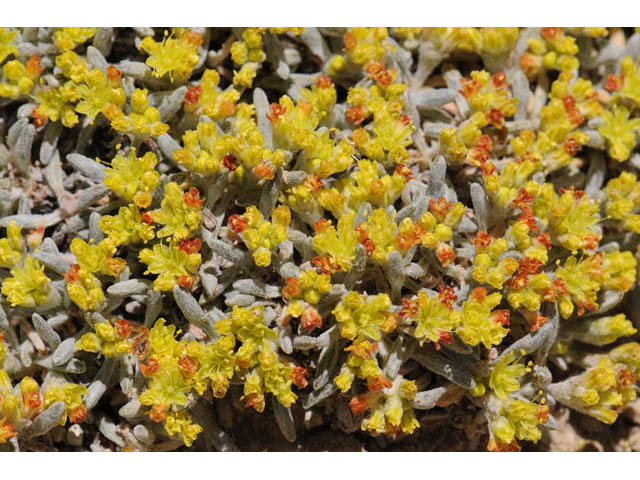 Eriogonum acaule (Singlestem buckwheat) #57155