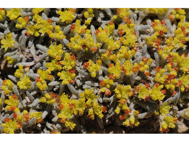 Eriogonum acaule (Singlestem buckwheat) #57157