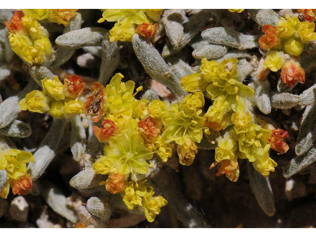 Eriogonum acaule (Singlestem buckwheat) #57158