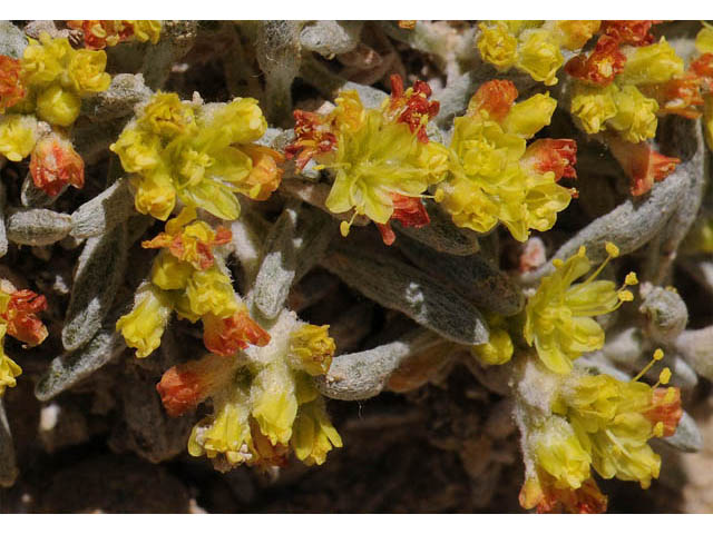 Eriogonum acaule (Singlestem buckwheat) #57159