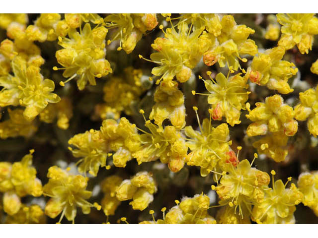 Eriogonum acaule (Singlestem buckwheat) #57160