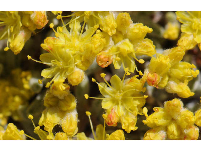 Eriogonum acaule (Singlestem buckwheat) #57162