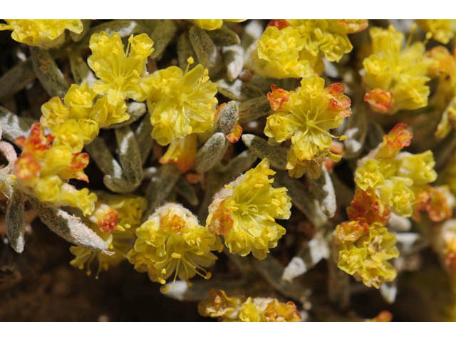 Eriogonum acaule (Singlestem buckwheat) #57163