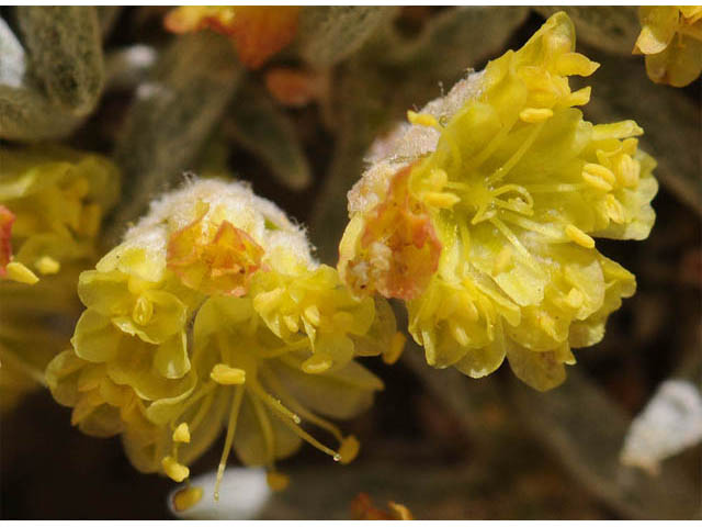 Eriogonum acaule (Singlestem buckwheat) #57164