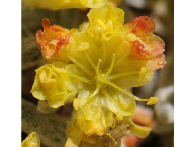 Eriogonum acaule (Singlestem buckwheat) #57165