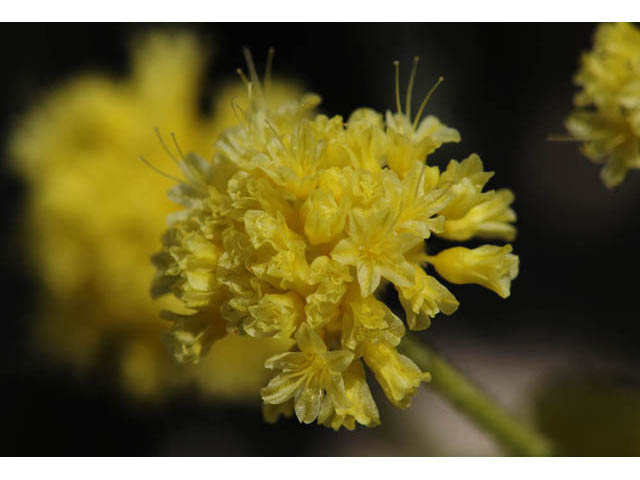 Eriogonum desertorum (Great basin desert buckwheat) #57529