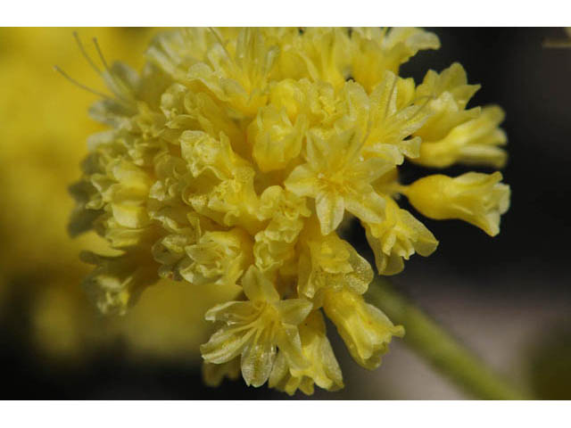 Eriogonum desertorum (Great basin desert buckwheat) #57530