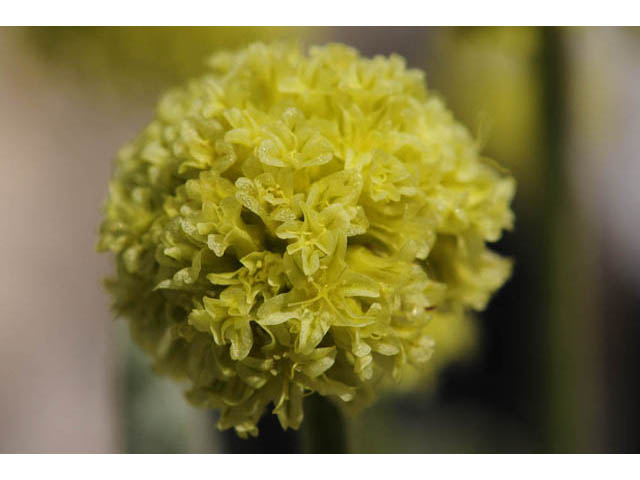 Eriogonum desertorum (Great basin desert buckwheat) #57531