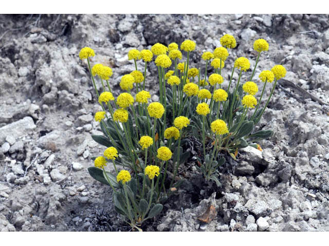 Eriogonum desertorum (Great basin desert buckwheat) #57536