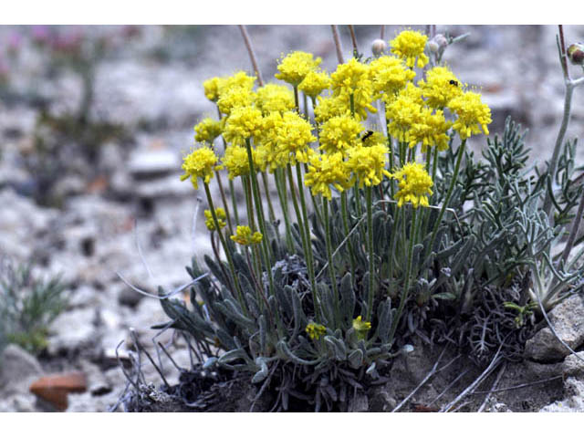 Eriogonum desertorum (Great basin desert buckwheat) #57538