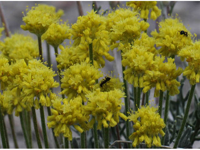 Eriogonum desertorum (Great basin desert buckwheat) #57539