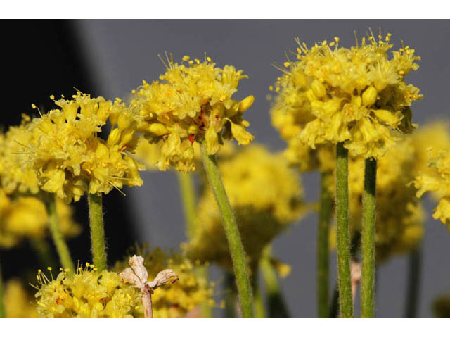 Eriogonum desertorum (Great basin desert buckwheat) #57550