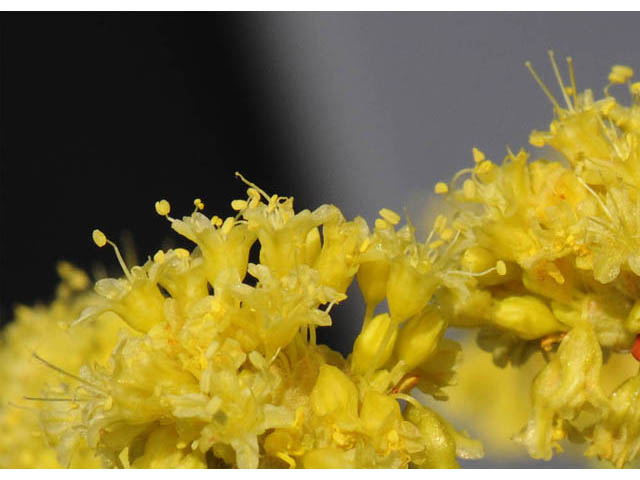 Eriogonum desertorum (Great basin desert buckwheat) #57551