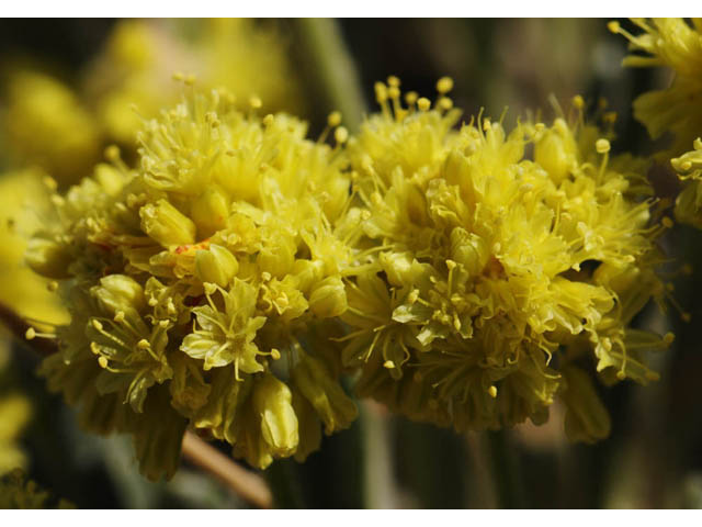 Eriogonum desertorum (Great basin desert buckwheat) #57552