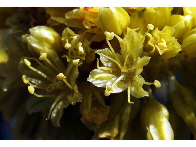 Eriogonum desertorum (Great basin desert buckwheat) #57553