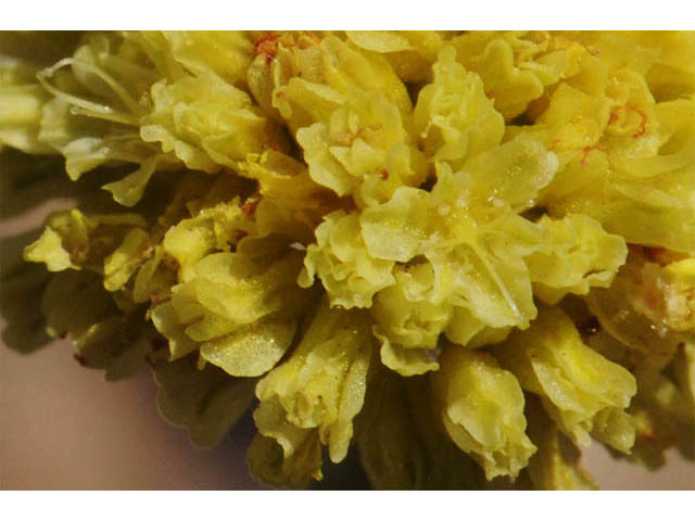 Eriogonum desertorum (Great basin desert buckwheat) #57555