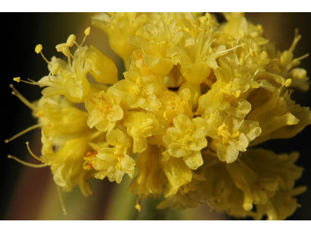 Eriogonum desertorum (Great basin desert buckwheat) #57557