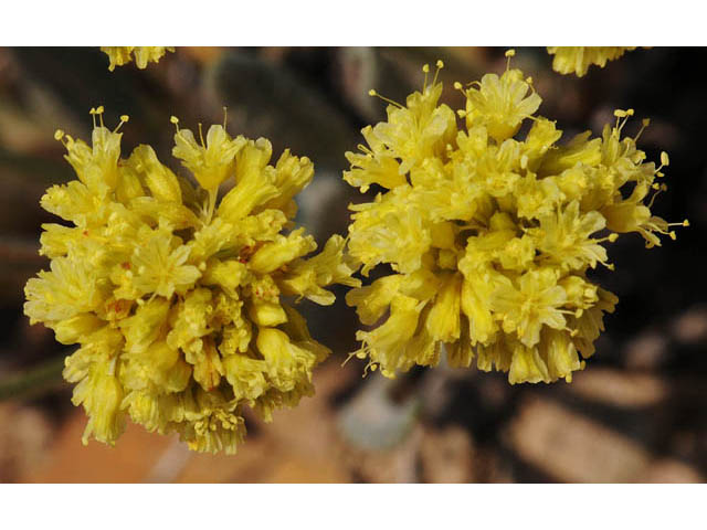 Eriogonum desertorum (Great basin desert buckwheat) #57562