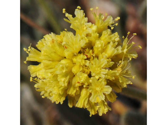 Eriogonum desertorum (Great basin desert buckwheat) #57563