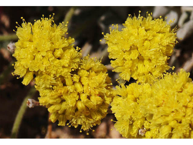 Eriogonum desertorum (Great basin desert buckwheat) #57570