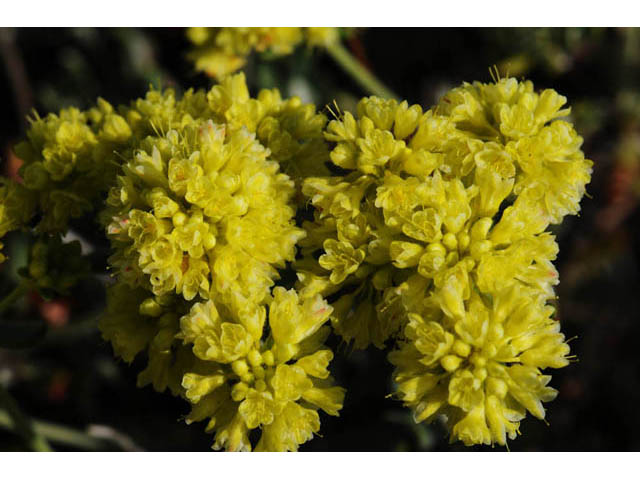 Eriogonum sphaerocephalum (Rock buckwheat) #58025