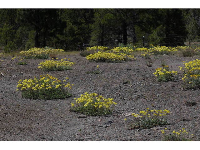 Eriogonum umbellatum var. modocense (Sulphur-flower buckwheat) #58097