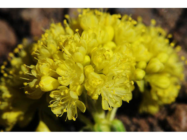 Eriogonum umbellatum var. modocense (Sulphur-flower buckwheat) #58104