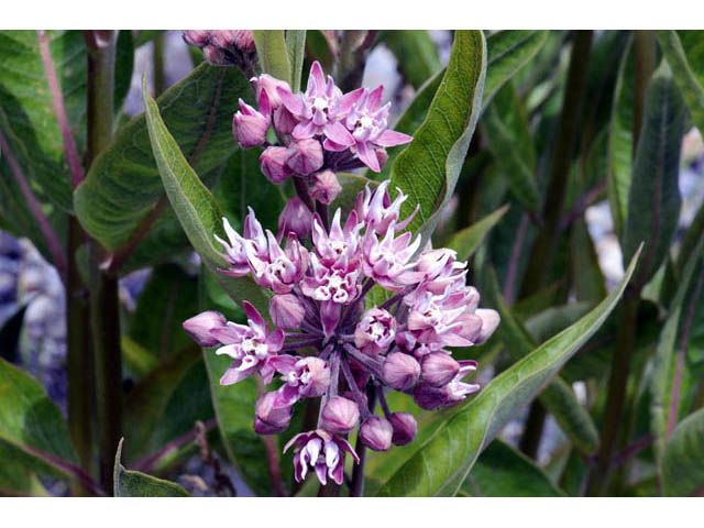 Asclepias speciosa (Showy milkweed) #61680