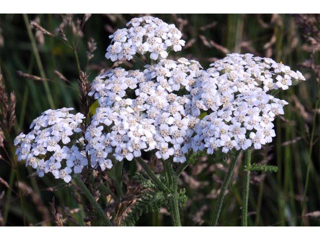 Achillea millefolium var. occidentalis (Western yarrow) #61744