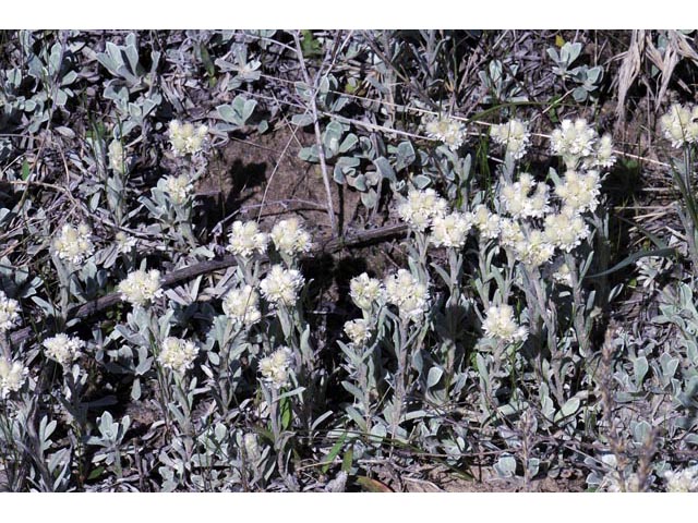 Antennaria parvifolia (Small-leaf pussytoes) #61749