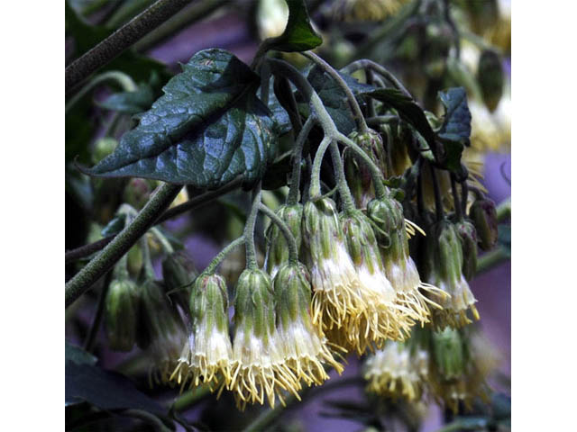 Brickellia grandiflora (Tasselflower brickellbush) #61894