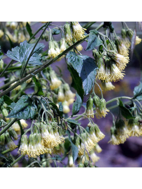 Brickellia grandiflora (Tasselflower brickellbush) #61896