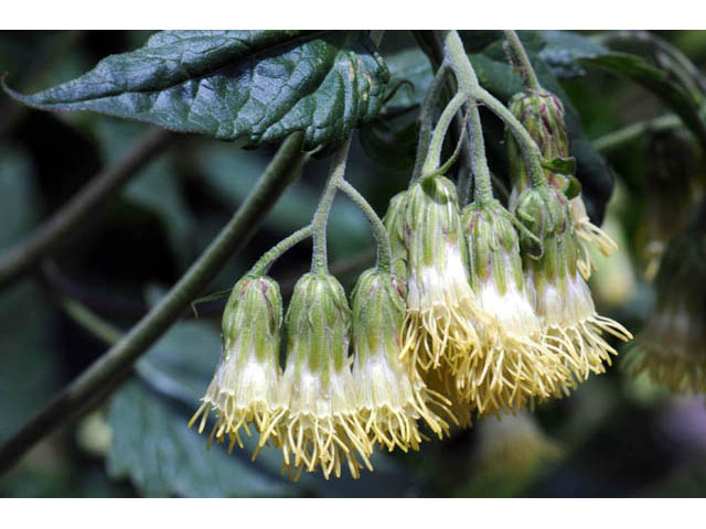 Brickellia grandiflora (Tasselflower brickellbush) #61897