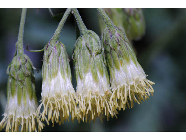 Brickellia grandiflora (Tasselflower brickellbush) #61899