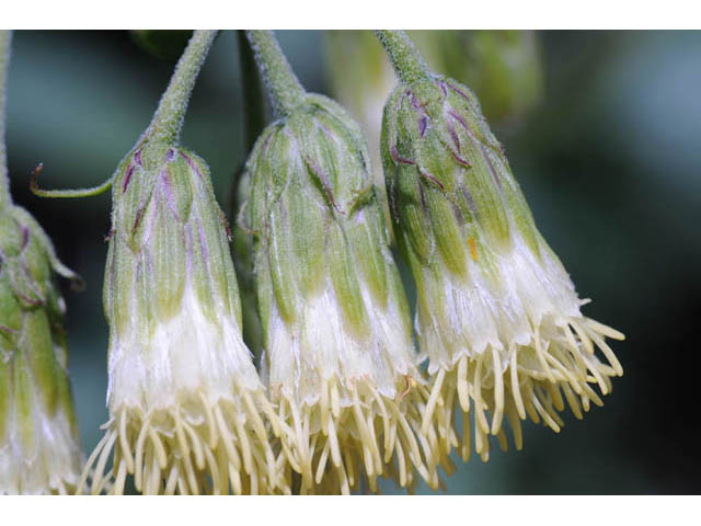 Brickellia grandiflora (Tasselflower brickellbush) #61902