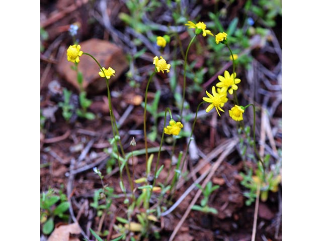 Crocidium multicaule (Common spring-gold) #61915