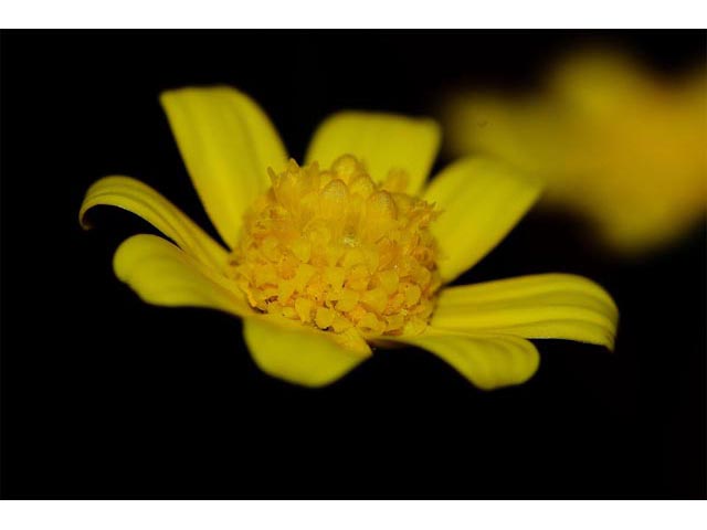 Crocidium multicaule (Common spring-gold) #61921