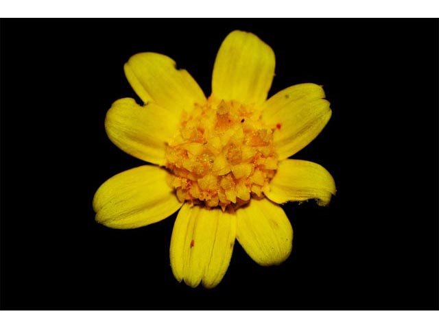 Crocidium multicaule (Common spring-gold) #61923