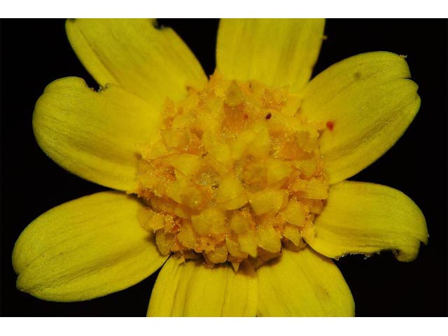 Crocidium multicaule (Common spring-gold) #61924