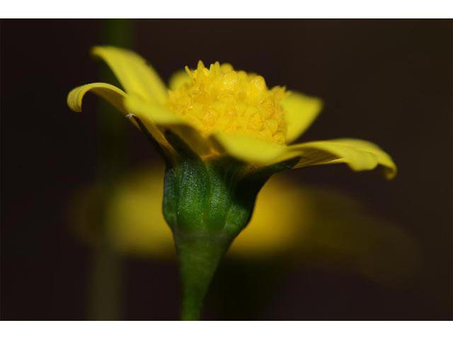 Crocidium multicaule (Common spring-gold) #61925