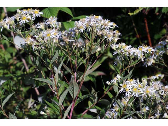 Doellingeria umbellata var. umbellata (Parasol whitetop) #61927