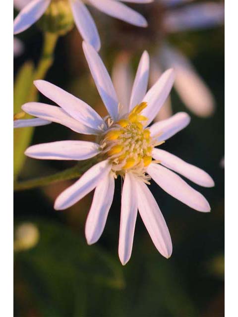 Doellingeria umbellata var. umbellata (Parasol whitetop) #61934